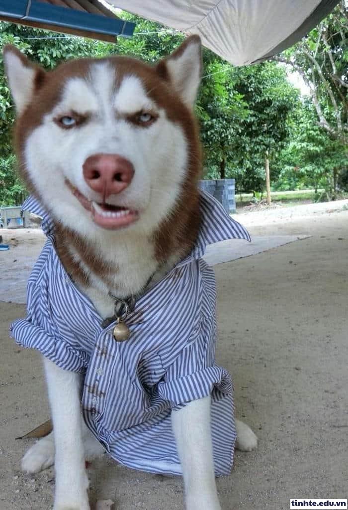 Meme khinh người chế vui